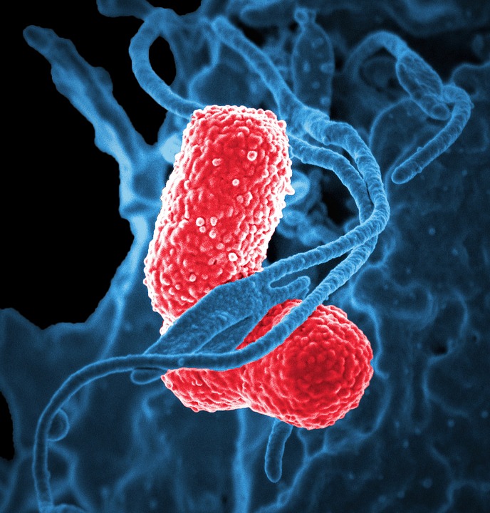 Bélbaktériumokkal a fogyásért - HáziPatika, Fogyni bélbaktériumok