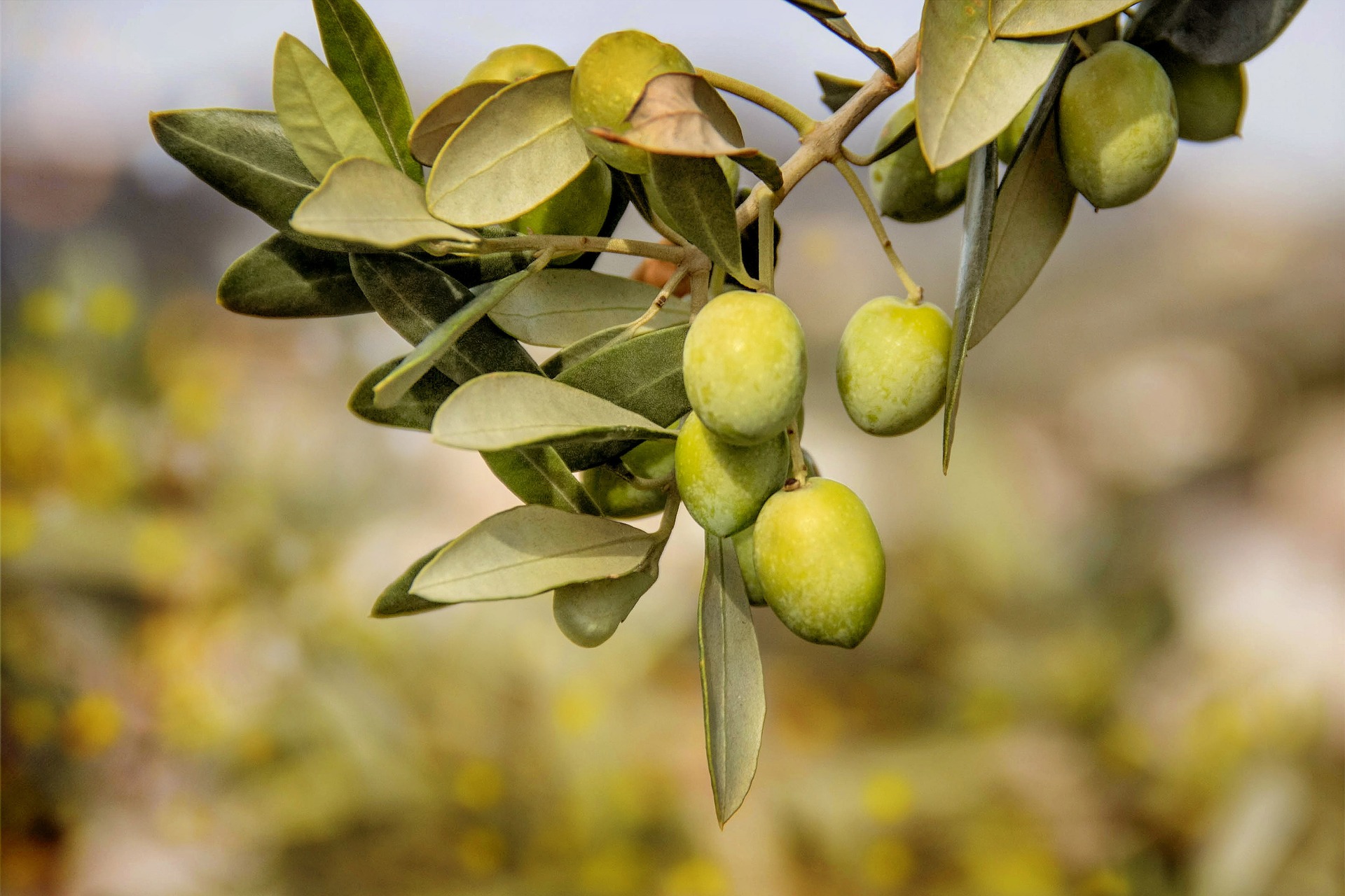 Olívabogyó – Az élet gyümölcse